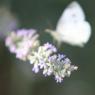 farfalla-su-fiore