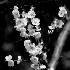 Fiori albicocco in bianco e nero