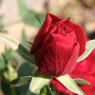 rosellina rossa