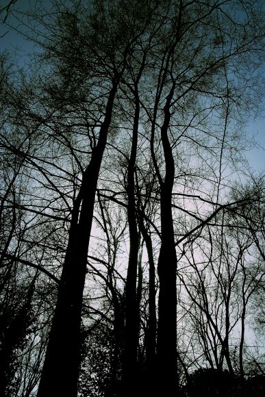 Alberi spogli controluce