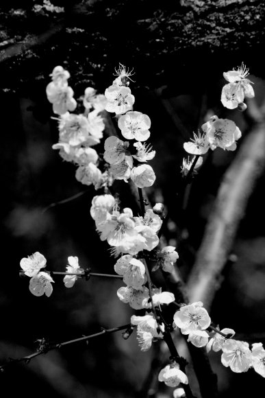 Fiori albicocco in bianco e nero