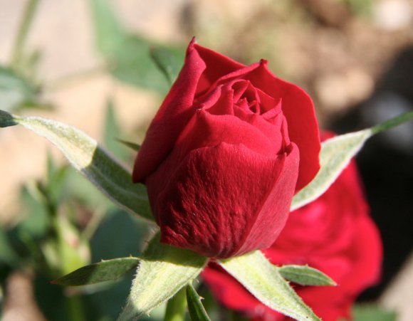 rosellina rossa